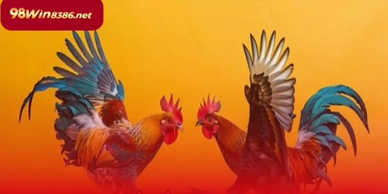 Đá gà cựa dao đòi hỏi cao về cả tốc độ lẫn kỹ năng