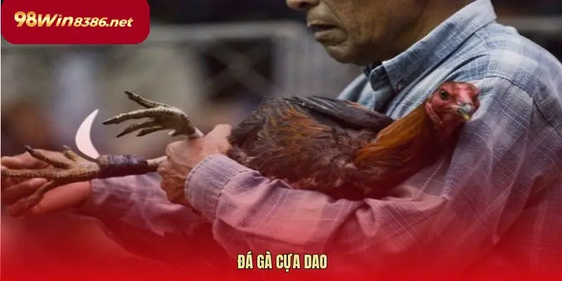 Đá gà cựa dao