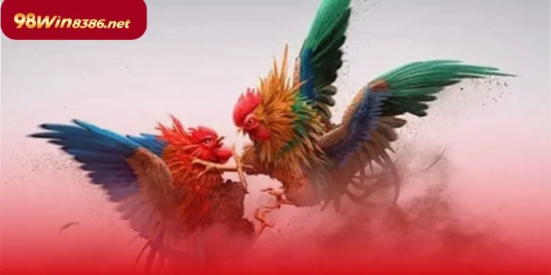 Đá gà cựa sắt thịnh hành ở miền Nam và các nước lân cận Việt Nam