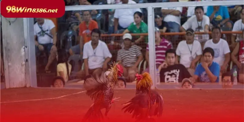 Đá gà là trò chơi tạo sự gắn kết cộng đồng