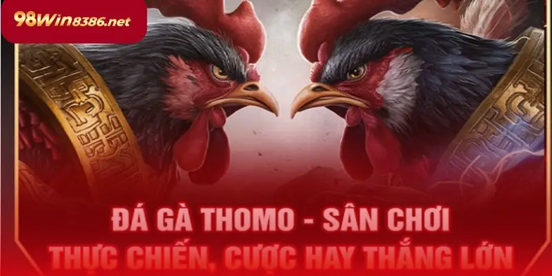 Đá gà Thomo - sân chơi thực chiến, cược hay thắng lớn.