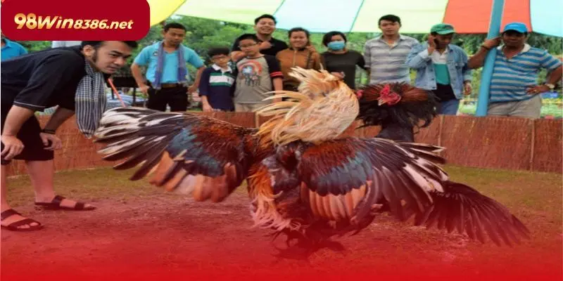 Đá gà trực tiếp có nhiều hình thức chơi khác nhau