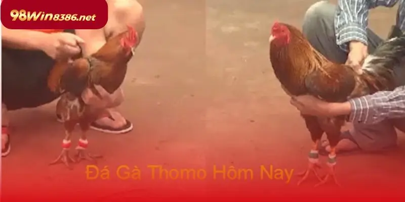 Đá gà trực tiếp Thomo có nguồn gốc từ Campuchia