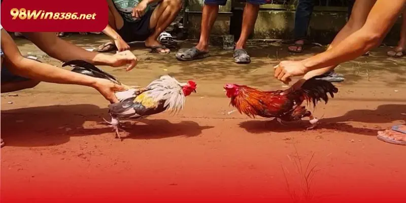 Mỗi trận đấu là một cuộc so tài đỉnh cao giữa các chiến kê