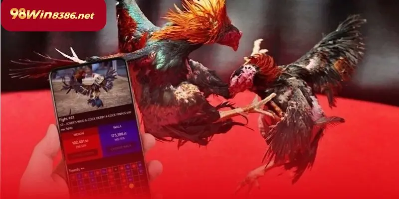 Quan sát, phân tích thật kỹ chiến kê trước giờ thi đấu