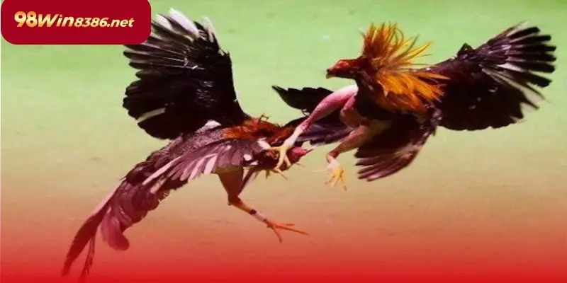 Sức hấp dẫn mạnh mẽ từ game đá gà tại cổng game 98win