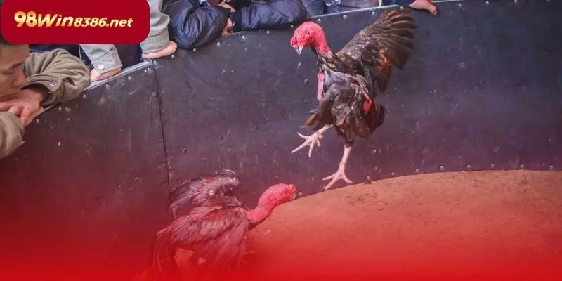 Một cú đá chính xác có thể hạ gục đối thủ ngay lập tức