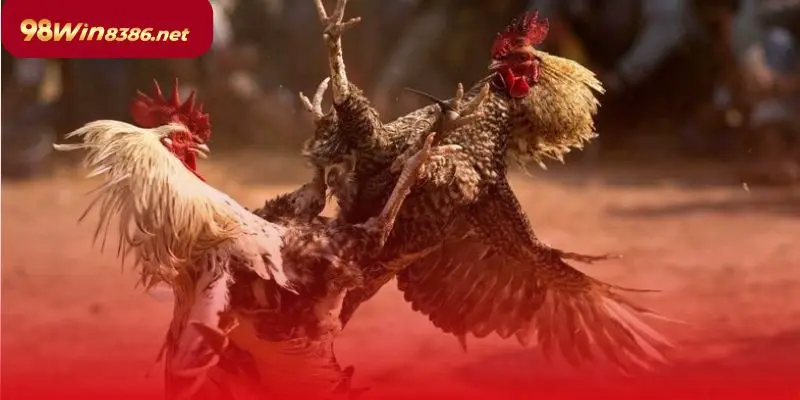 Tại 98win người chơi có thể lựa chọn đa dạng các loại game đá gà