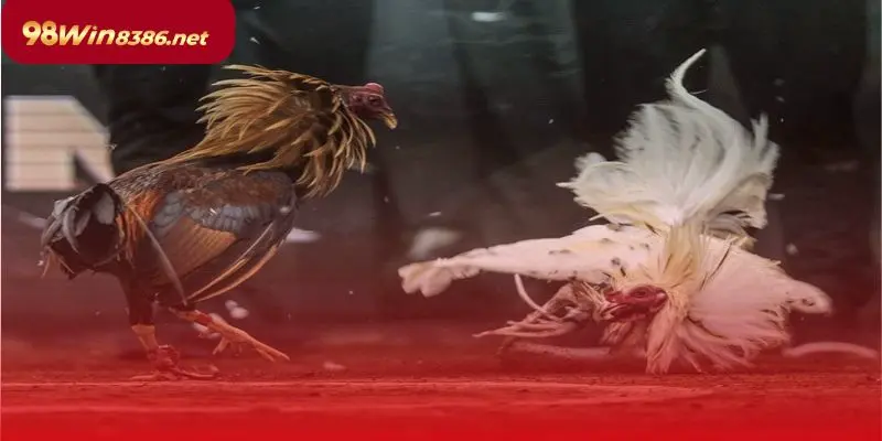 Trải nghiệm chơi đá gà trực tiếp thời công nghệ số 4.0